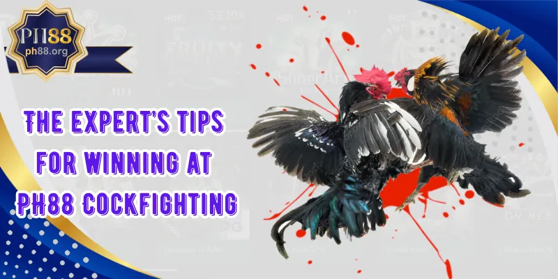 The expert’s tips for winning at PH88 Cockfighting